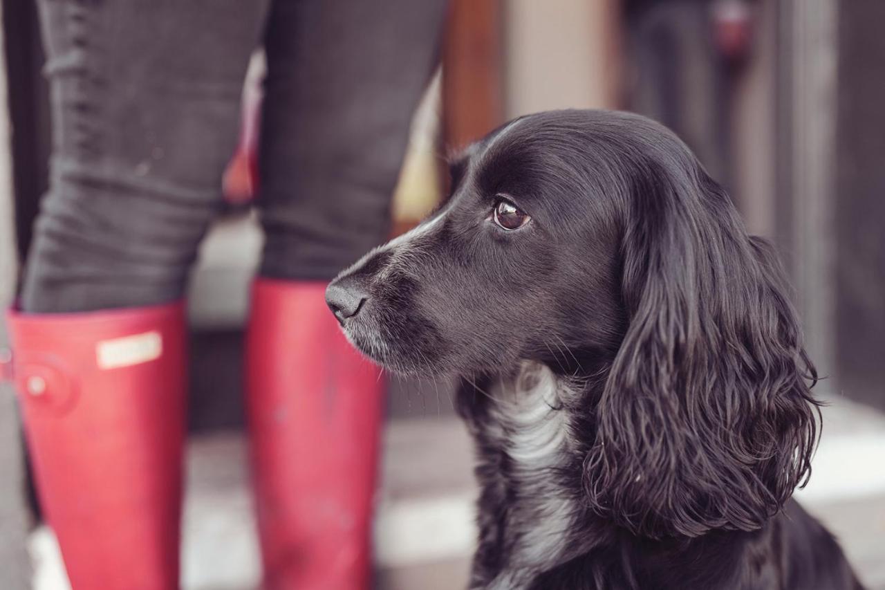 Longlands Inn & Cottages Карнфорт Экстерьер фото A black and white English Cocker Spaniel
